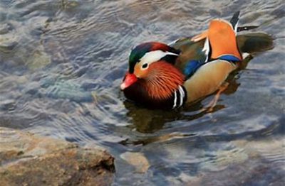 鳥取県日野町が地域おこし協力隊員を募集中です！ | 地域のトピックス