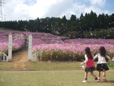 2021となみ夢の平コスモスウォッチング | 地域のトピックス