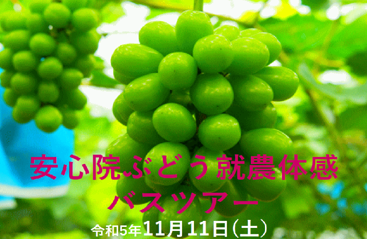 【宇佐市】11月11日（土）　安心院ぶどう就農体感バスツアー | 移住関連イベント情報