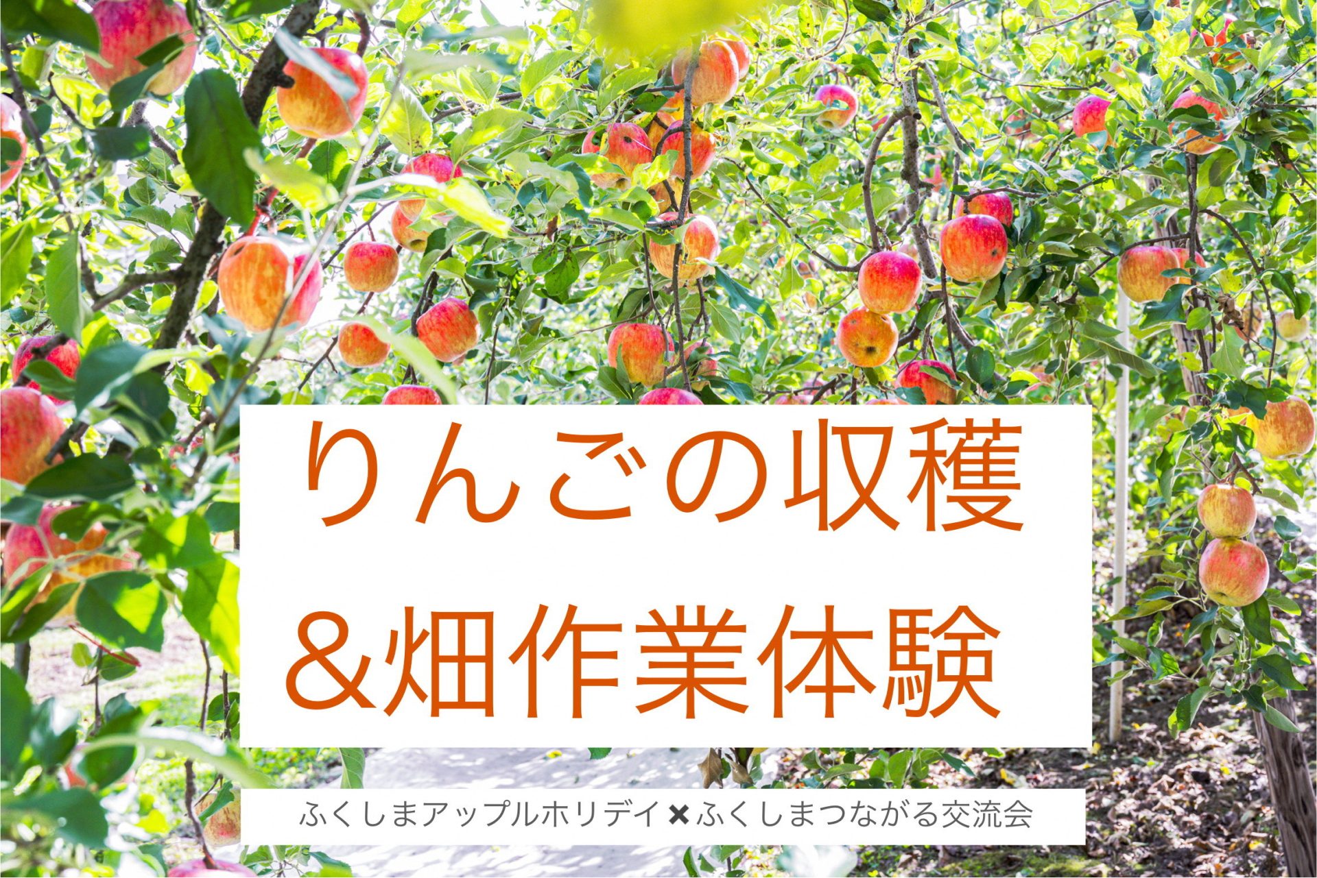 「ふくしまアップルホリデイ農作業体験」×「ふくしまつながり交流会」 | 移住関連イベント情報