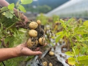 曽爾村家庭菜園