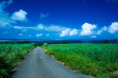 「沖縄県ふるさとワーキングホリデー」久米島町もスタートしました！ | 地域のトピックス