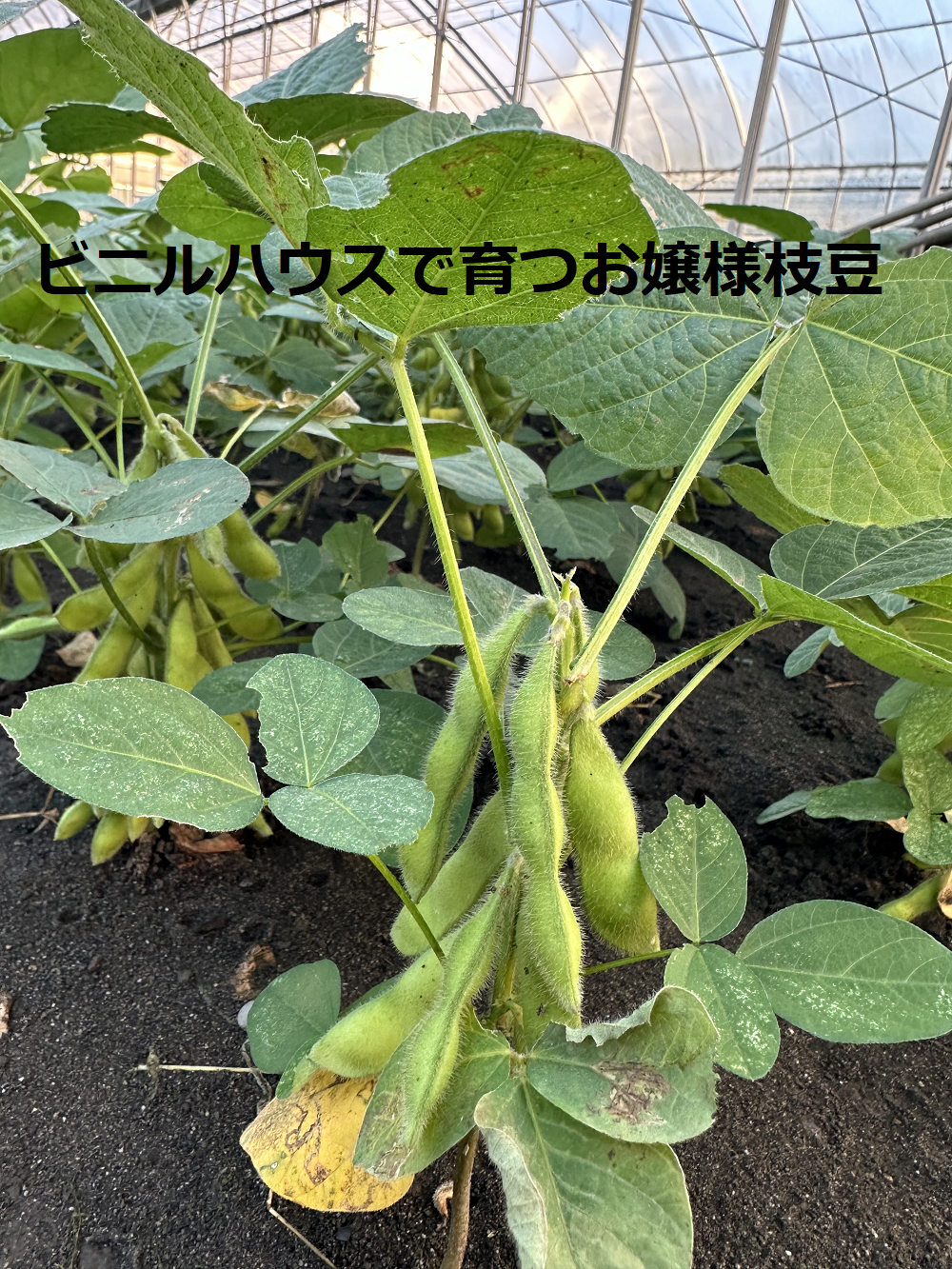 まぐろだけではない枝豆も | 地域のトピックス