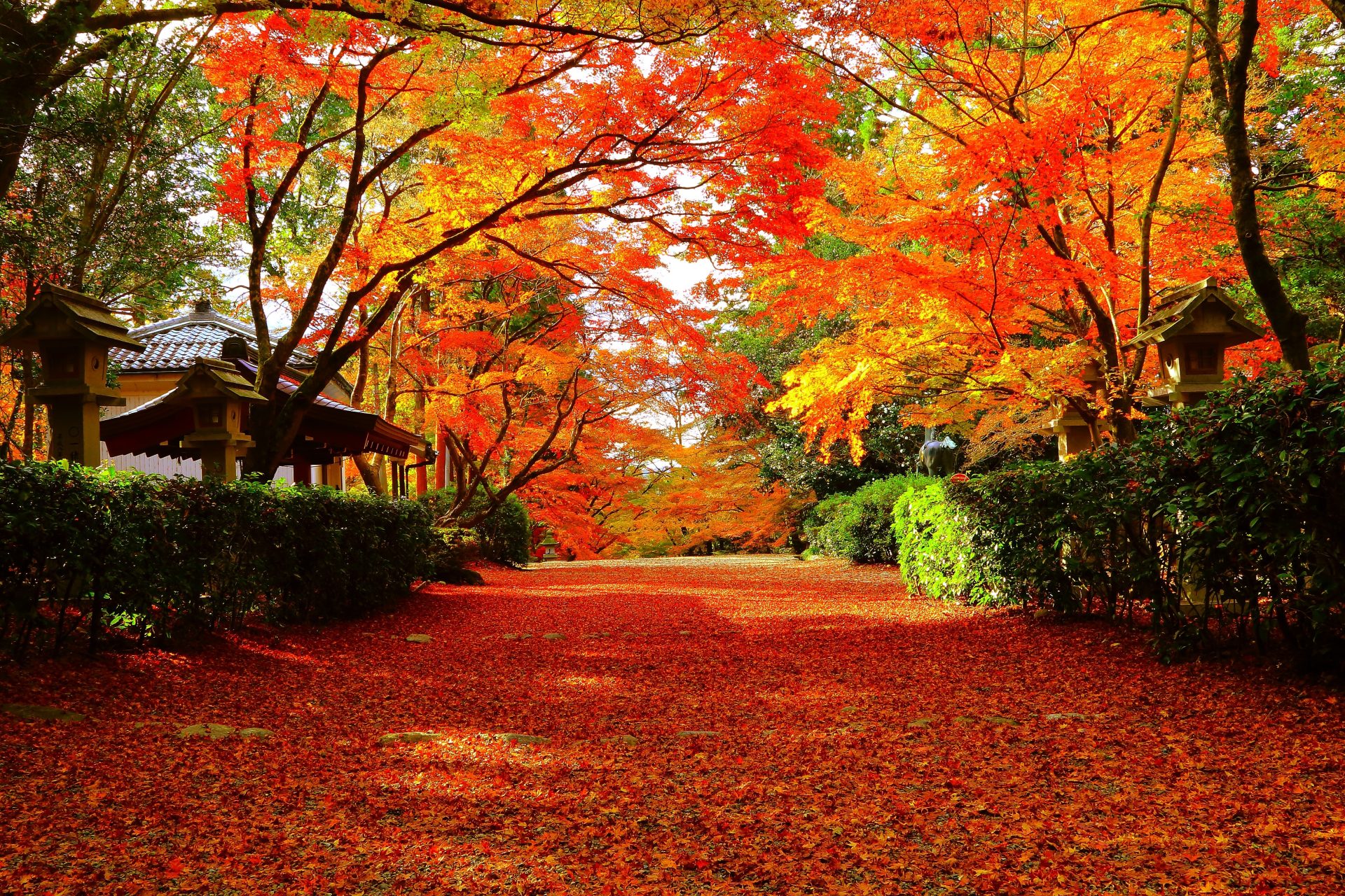 滋賀の県木は「紅葉」です！ | 地域のトピックス