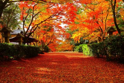 滋賀の県木は「紅葉」です！ | 地域のトピックス