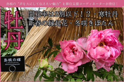 島根の“声を大にして伝えたい魅力”を移住支援コーディネーターが発信！ 島根県を代表する花・牡丹～開花率は2割以下！？・寒牡丹と新春の縁起花・冬咲きぼたん～ | 地域のトピックス